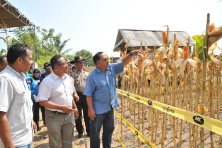 JM Jagung 1
