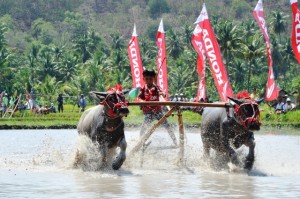 barapan kebo