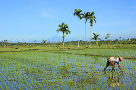 Padi Sawah 1 Padi Sawah 1
