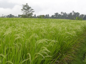 sawah hijau