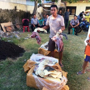 penyu hijau