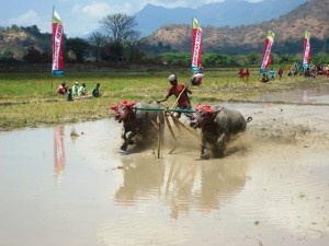 Barapan Kebo Maronge 1