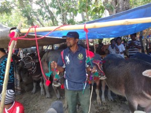 Barapan Kebo Maronge 4