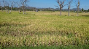 Padi menguning