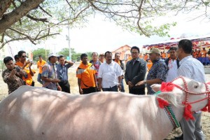 UPTD Kerbau 3 UPTD Kerbau 3