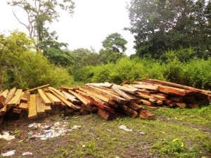 kayu batu Lanteh