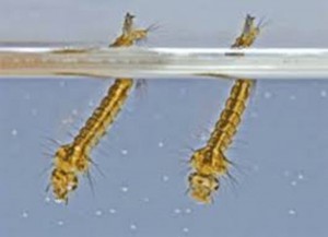 Jentik malaria 1