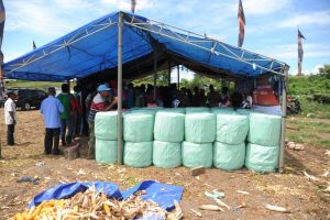 Panen Jagung 4