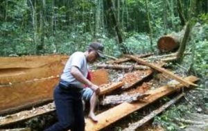 Hutan Marente 1