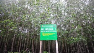 Newmont Minahasa Bakau Newmont Minahasa Bakau