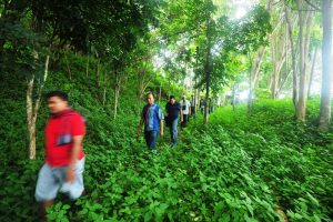 Newmont Minahasa Hutan Newmont Minahasa Hutan