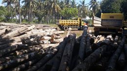Kayu Nanga Lidam Kayu Nanga Lidam
