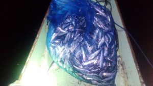 ngebom-ikan