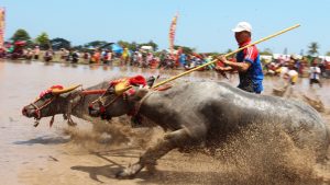 barapan-kebo-haji-ilham