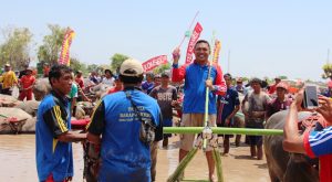 barapan-kebo-talif-2