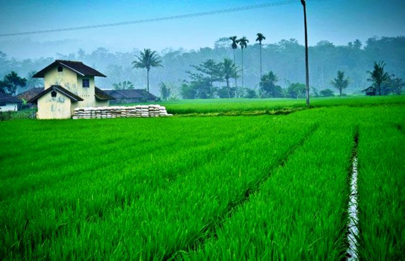 Plampang Krisis Tenaga Penyuluh Pertanian - Samawa Rea