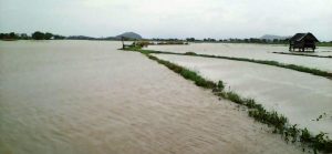 Banjir Rendam Sawah