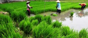 Padi petani