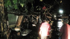 Pohon timpa warung 1 Pohon timpa warung 1