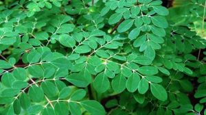 Daun Kelor Daun Kelor