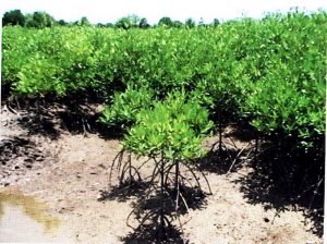 Pohon Mangrove