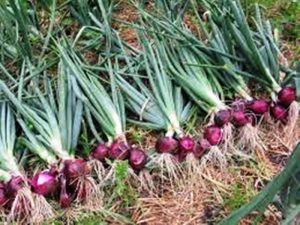 Bawang merah 1