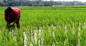 Petani di Sawah