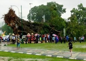 Pohon roboh