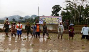 Tanam Padi Serentak