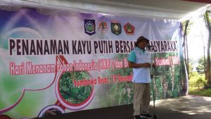 Tanam kayu putih