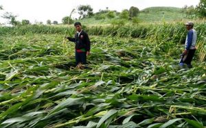 Jagung tengkurap