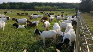 Kambing Boerka 1
