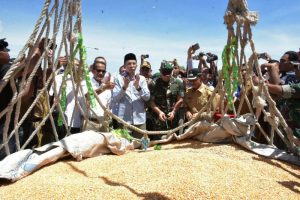 Gubernur Eksport Jagung Gubernur Eksport Jagung