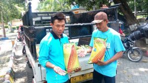 Jagung Busuk Jagung Busuk