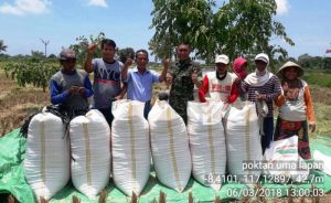 TNI Beli Gabah 1