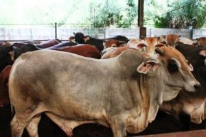 Sapi Brahman Cros