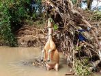Banjir bandang Lenanguar