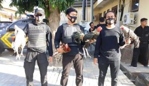 Gagalkan sabung ayam Gagalkan sabung ayam