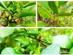 Hutan Mangrove Penyaring