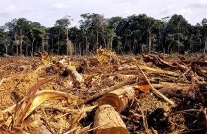 Ilegal Logging