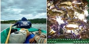 Kepiting Rajungan