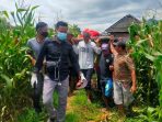 Tewas di Kebun Jagung