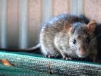 Tikus